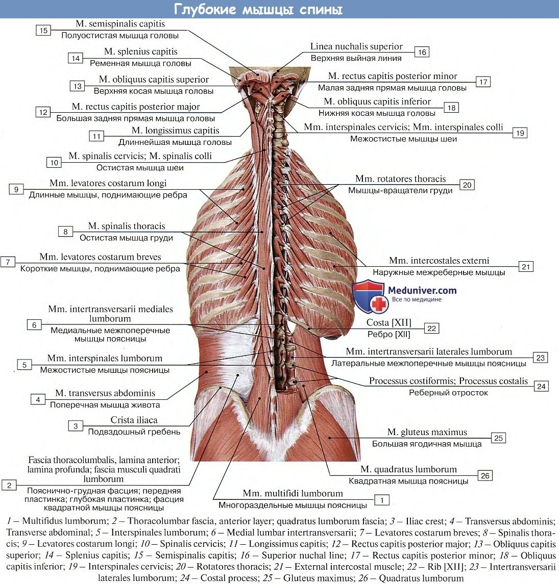 Анатомия человека сзади спины