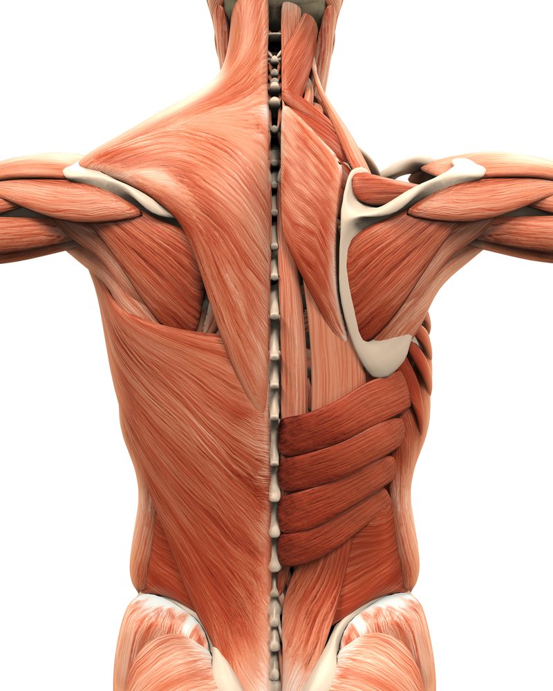 Мышцы плечевого пояса анатомический атлас