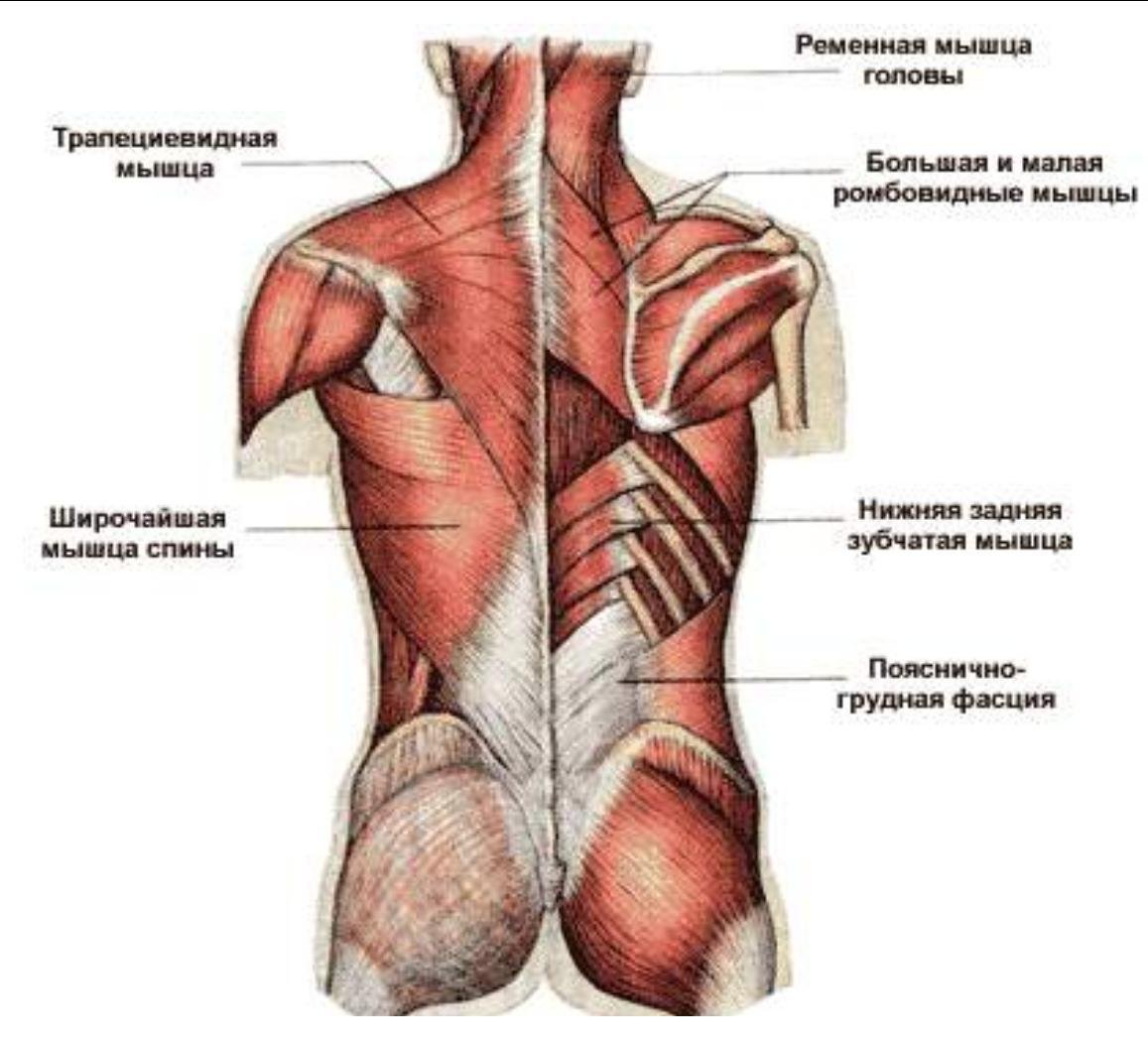 Атлас мышц спины