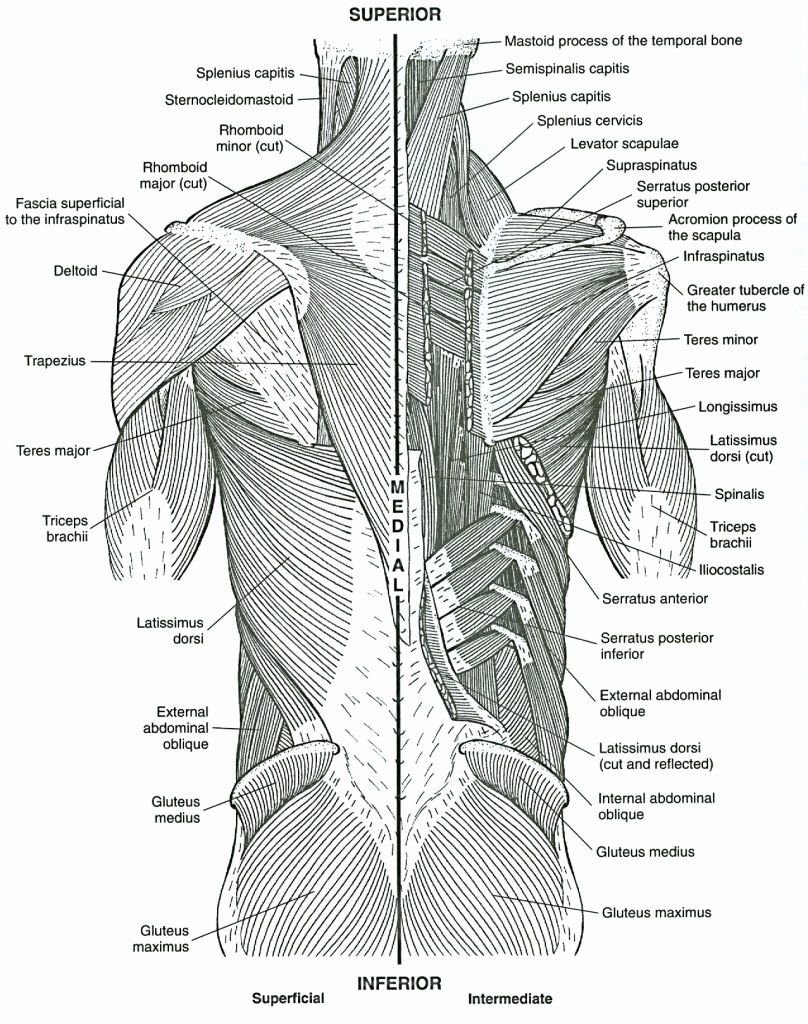 Скелет и мышцы спины