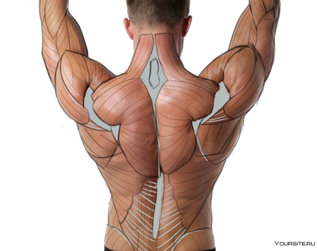 Разгибатели мышц спины и позвоночника