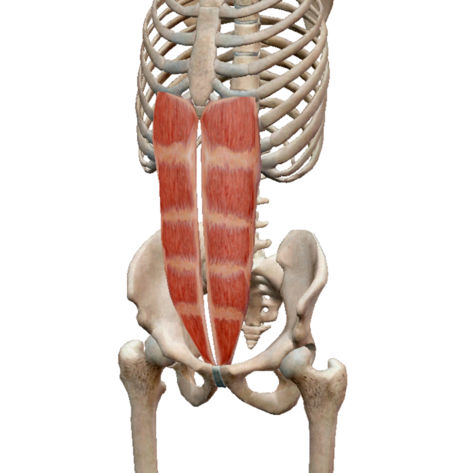 Прямая мышца спины