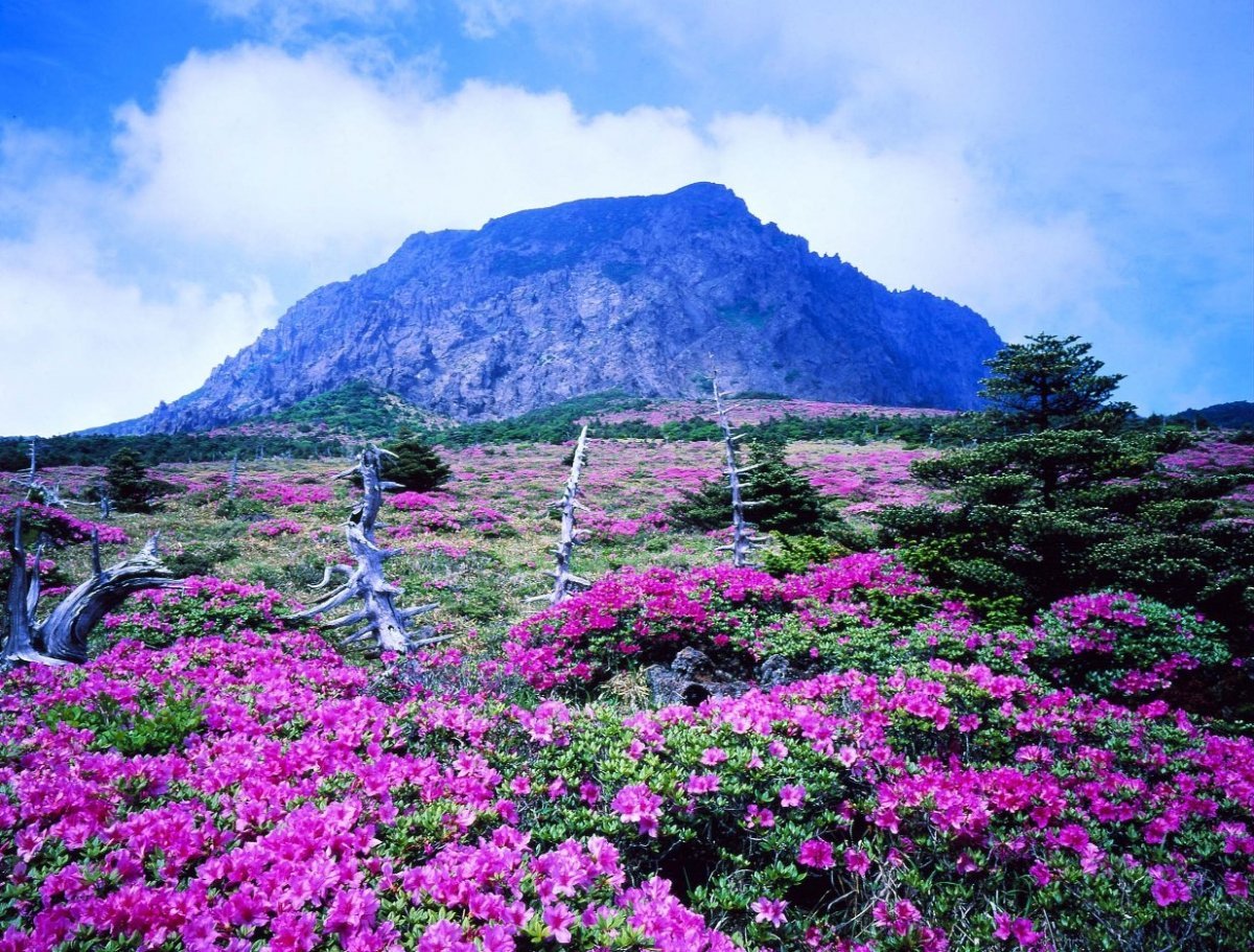 Красивый Кореи остров Чеджу