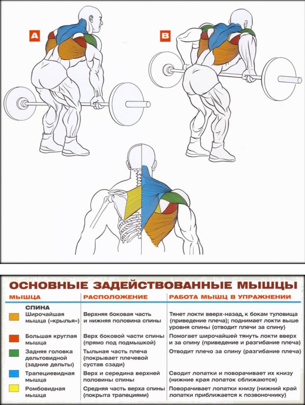 Как прокачать спину в домашних условиях. Прокачка мышц спины. Прокачка широчайших мышц спины. Упражнения для широчайших мышц в тренажерном зале. Накачать широчайшие мышцы спины штангой.