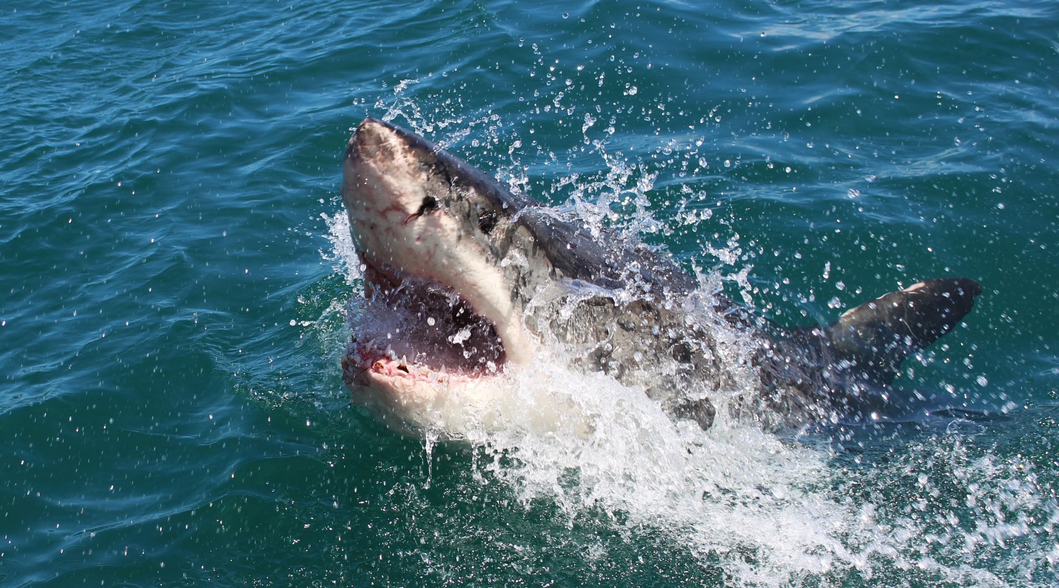 Тупорылая акула