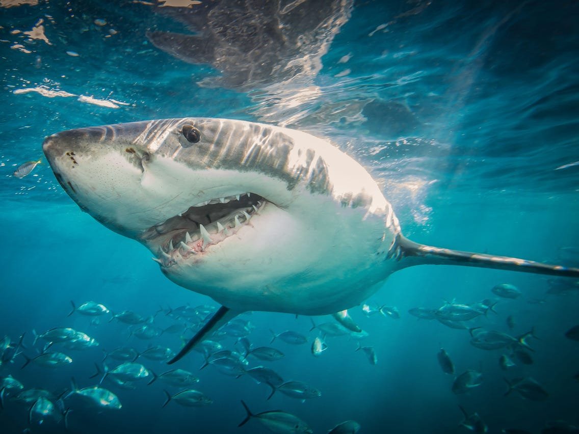 Нью Смирна Бич нападение акул