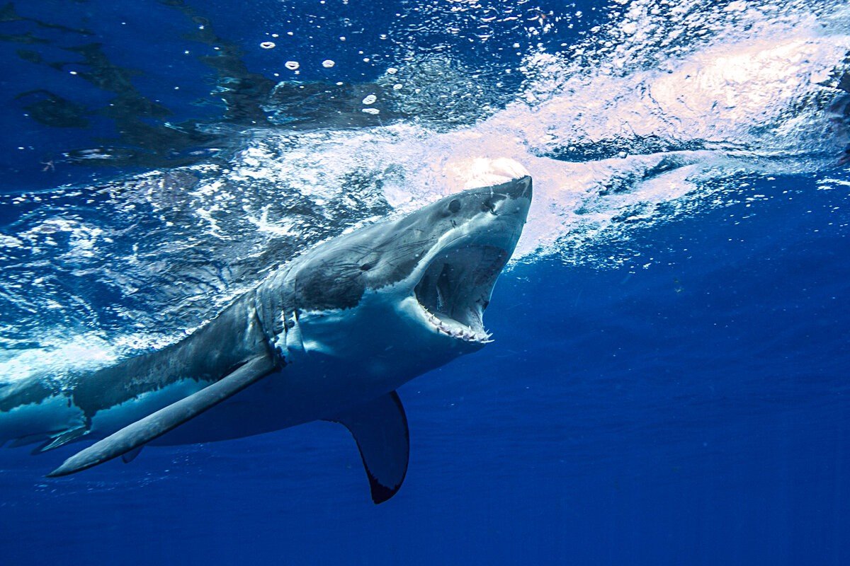 Мальдивы нападение акул
