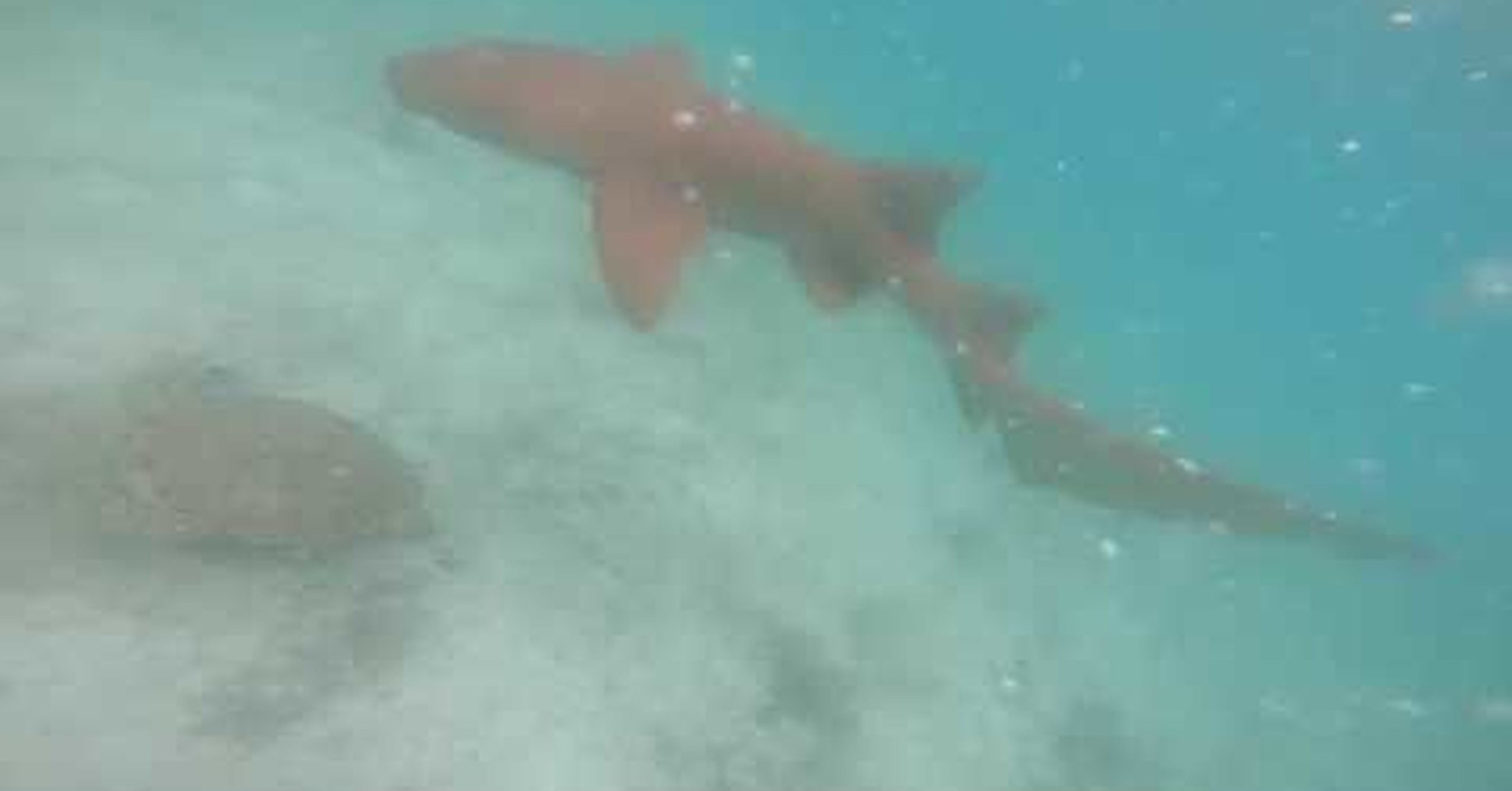 Нападение мальдивы. Акула нянька на Мальдивах. Нападение акул на Мальдивах. Мальдивские акулы няньки. Усатая акула-нянька.