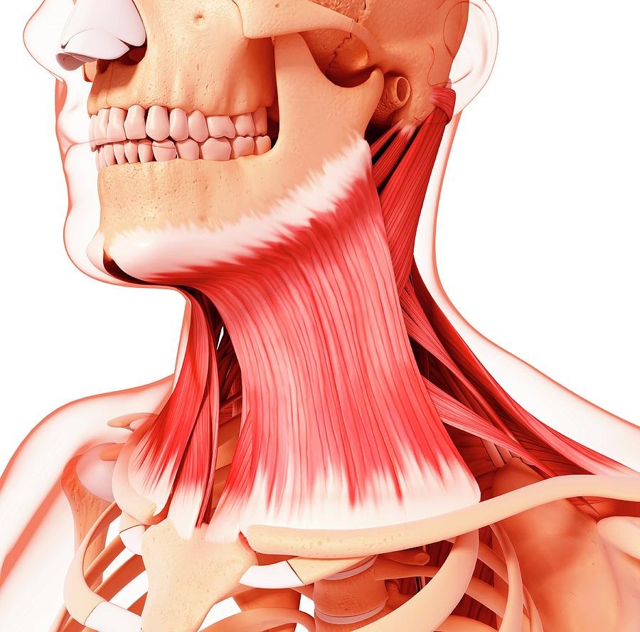 Мышечный макет шеи анатомия