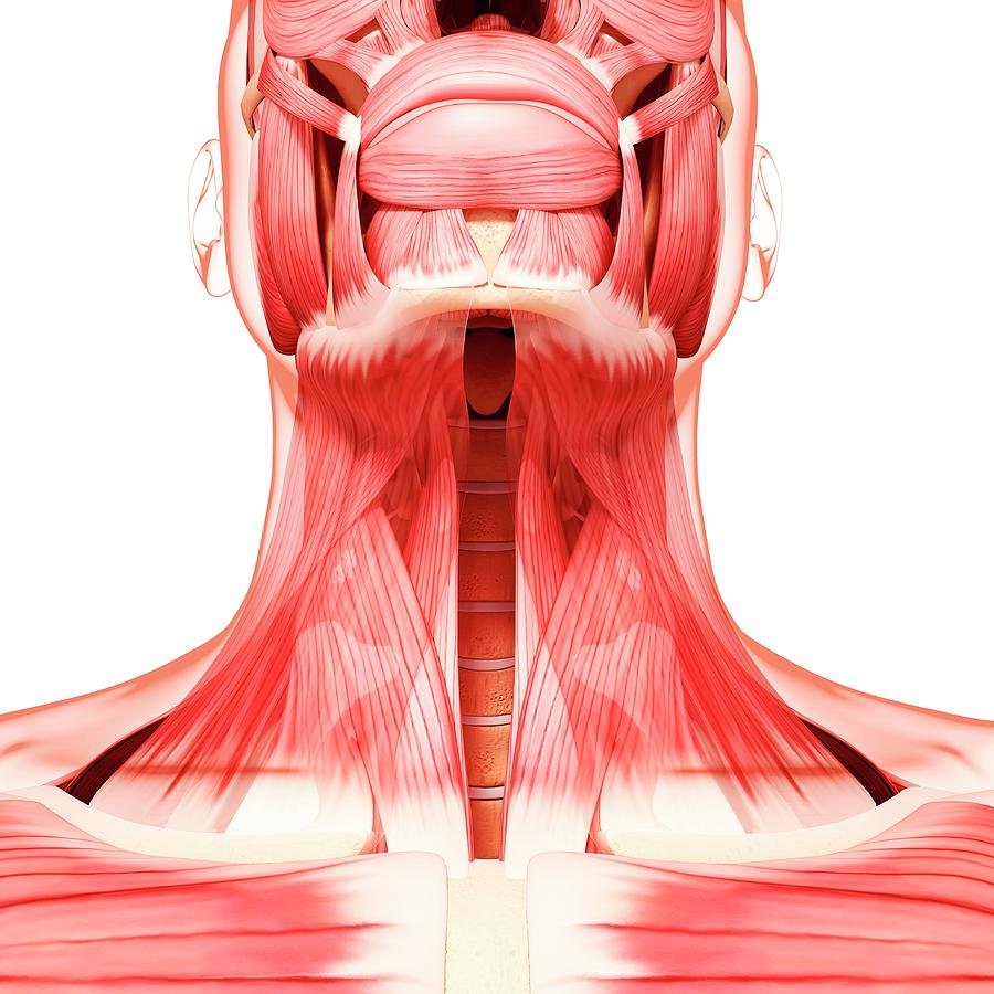 Мышцы лица вид спереди и слева