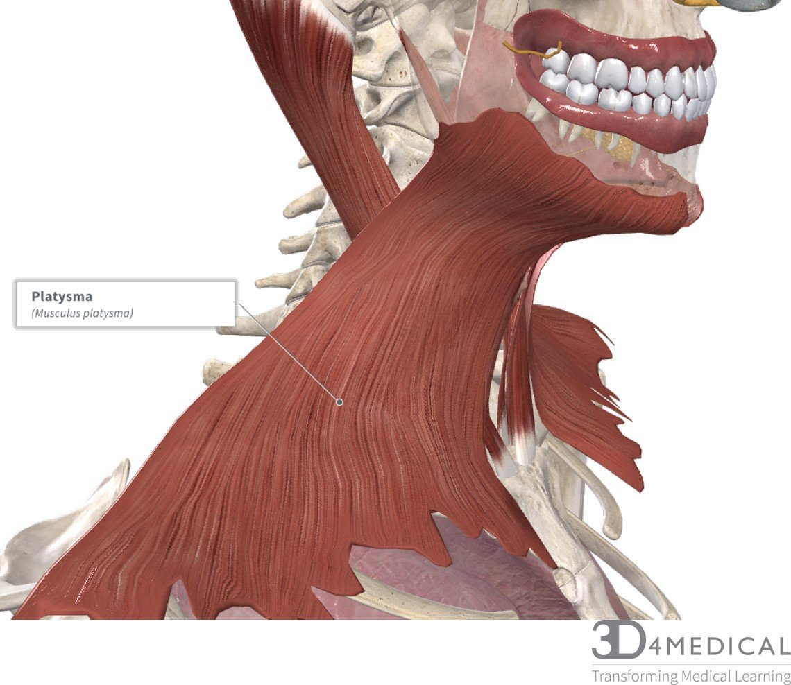 Мышцы лица и шеи анатомия