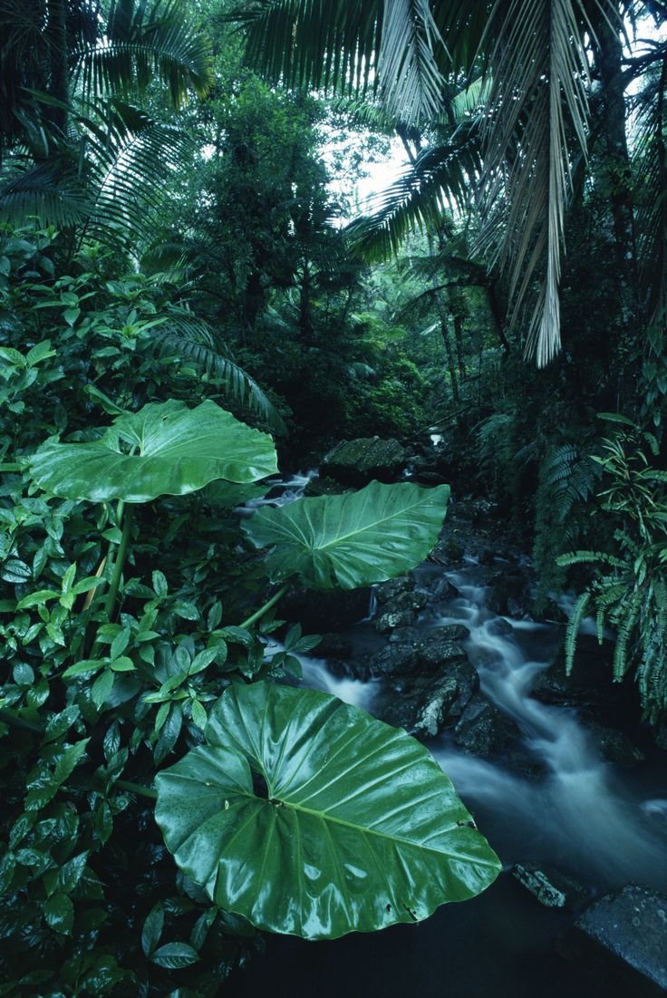 Дождевые леса и водопады Амазонии