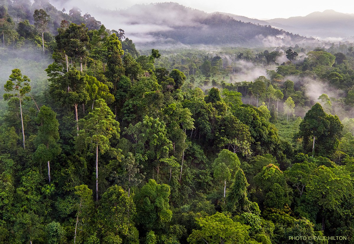 Тропические леса Сельва