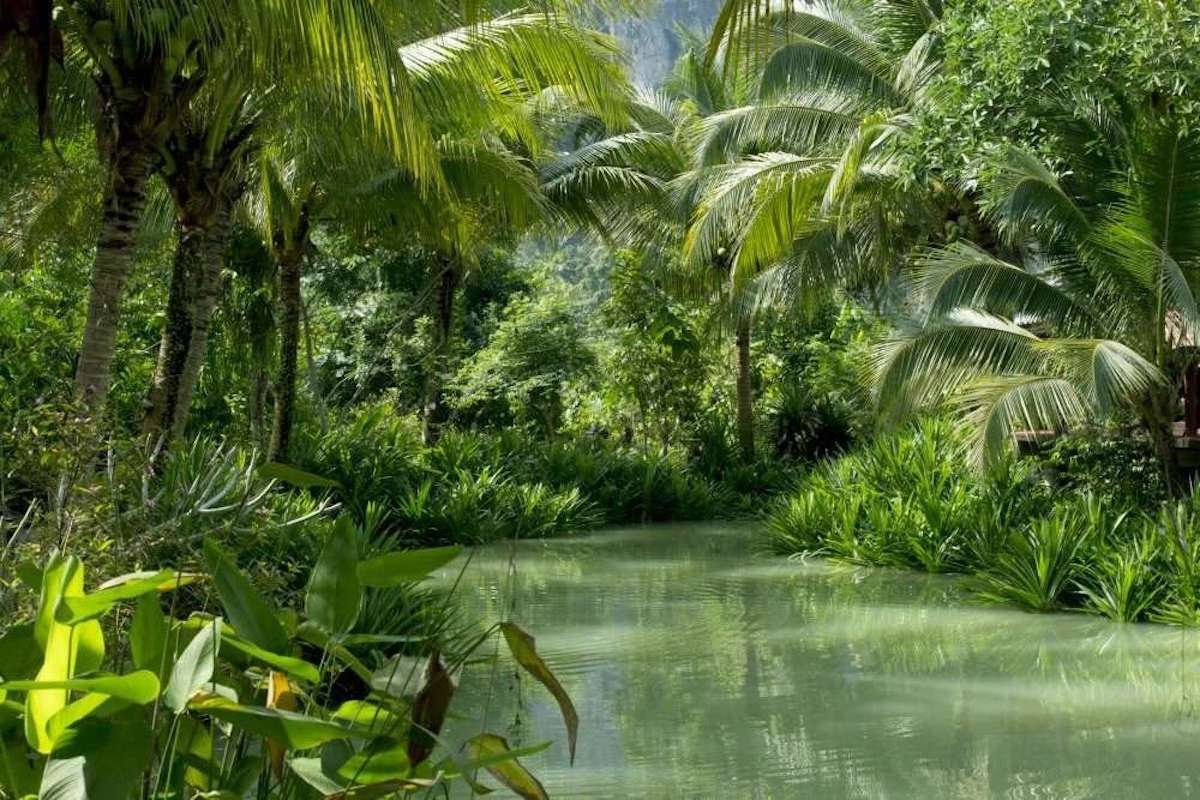 Фотообои тропический лес