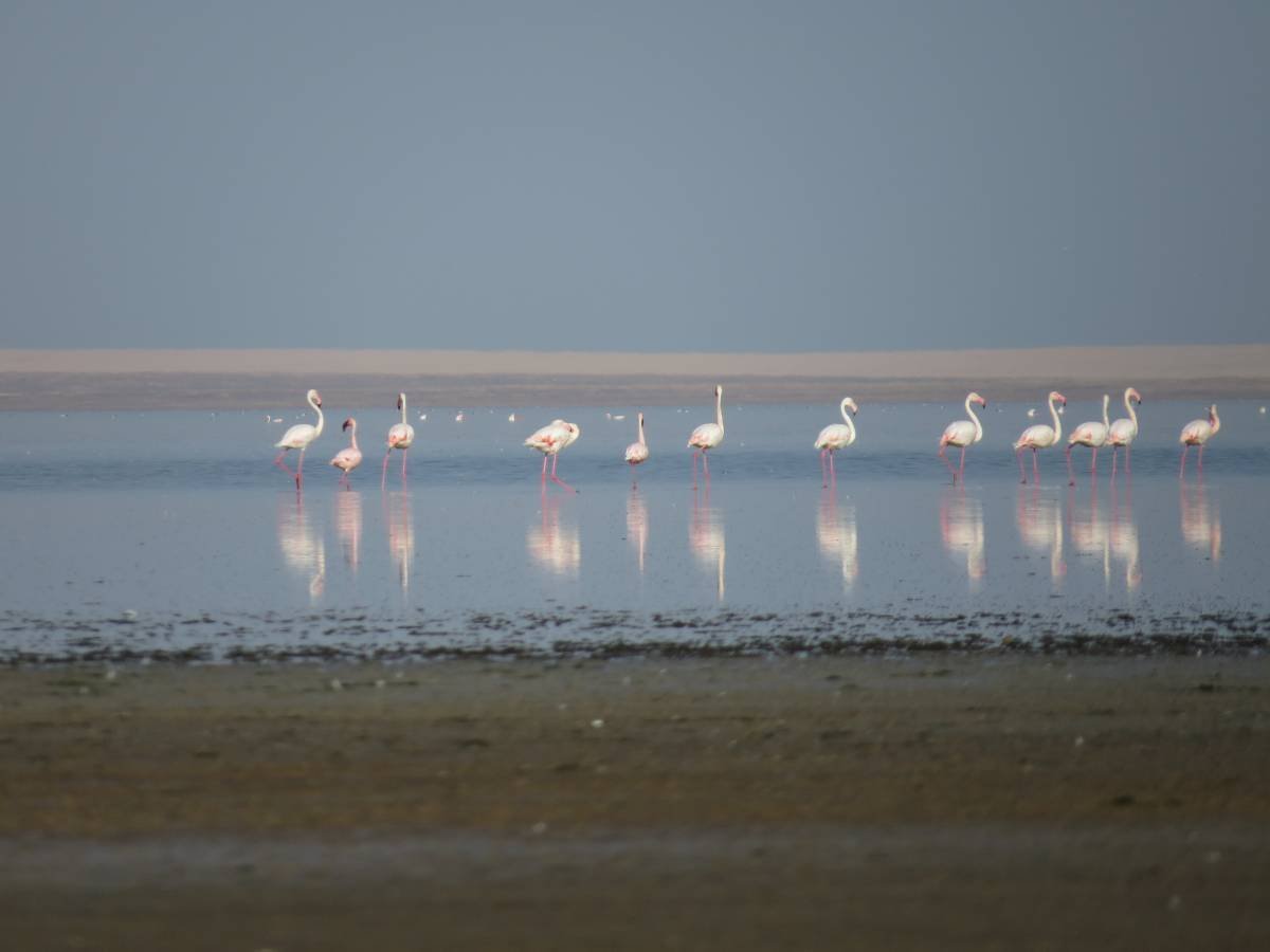 Фламинго Казахстан озеро Тенгиз Тенгиз