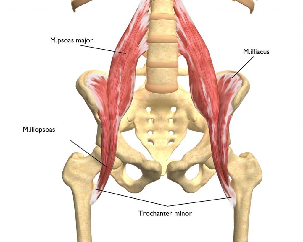 Илиопсоас мышца анатомия