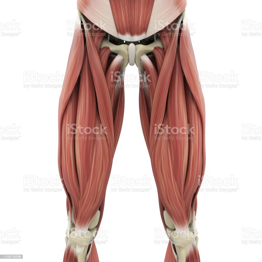 Подвздошно-поясничная мышца, m. Iliopsoas