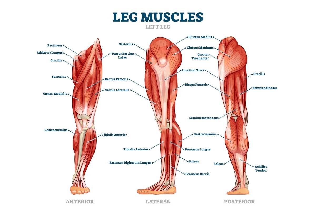 Мускулы на ногах