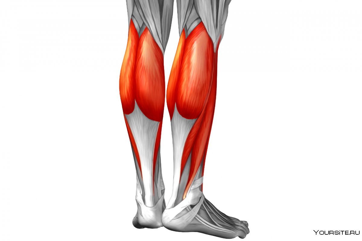 Зарисовки мышц ног