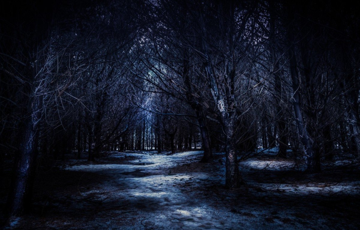 Ночной лес