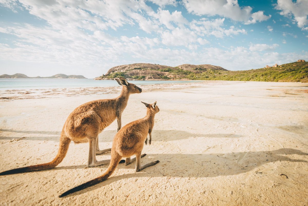 Парк кенгуру в Австралии