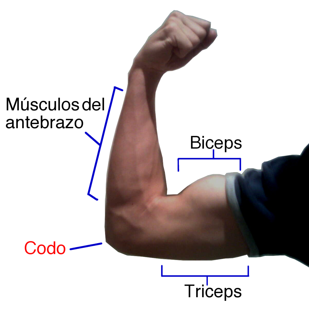 Бицепс в напряженном состоянии. Бицепс и трицепс это мышцы. Мышцы рук бицепс трицепс. Сгибание локтя. Мускул руки бицепс.