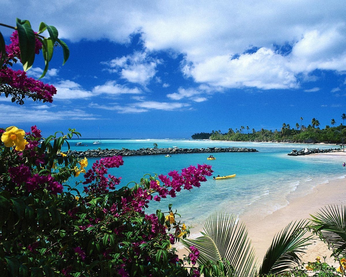 Цветы карибских островов