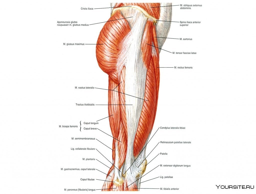 Мышцы ног анатомия человека для массажа