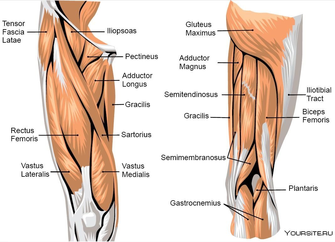 Мышцы бедра и голени анатомия