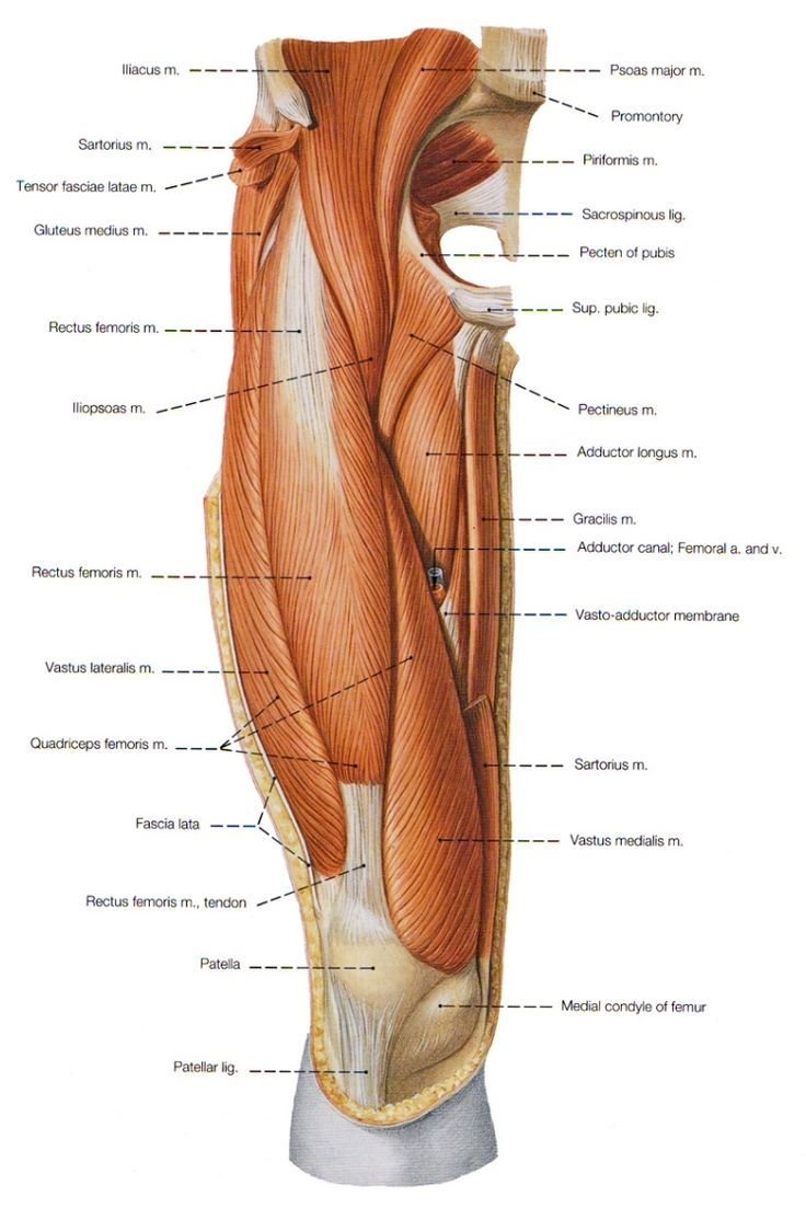 Поверхностные мышцы нижней конечности сзади