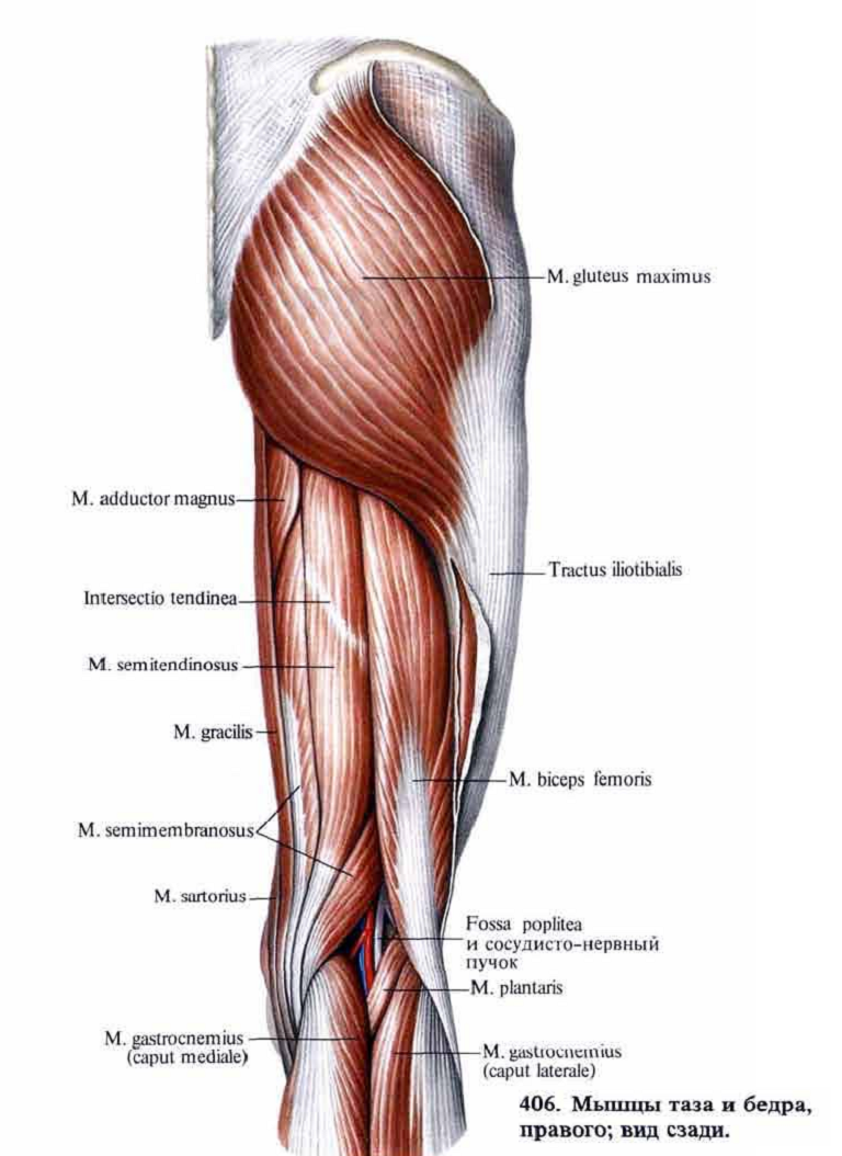 Мышцы нижней части туловища