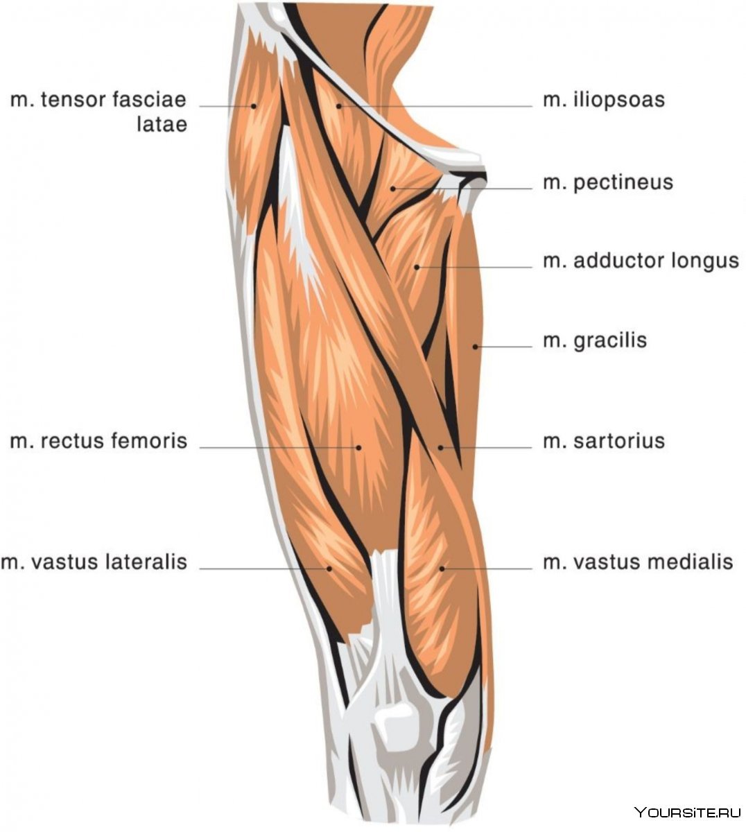 Сухожилие прямой мышцы бедра анатомия
