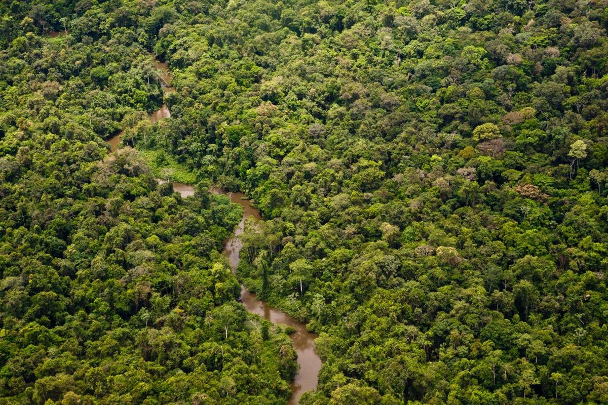 Дождевые леса Амазонии местоположение