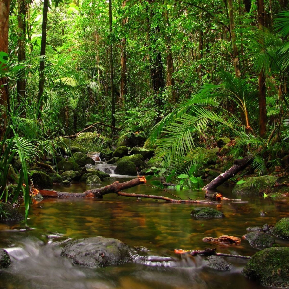 Дождевые леса Амазонии Кайман