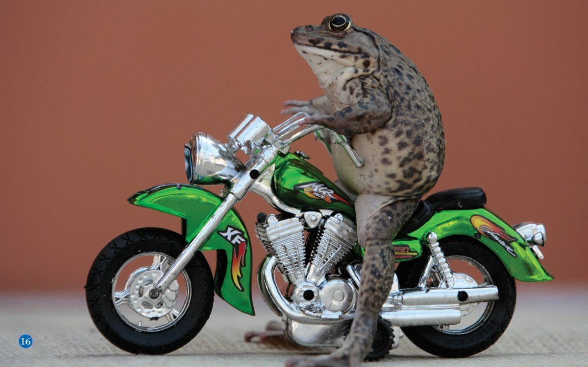 Жаба на мотоцикле