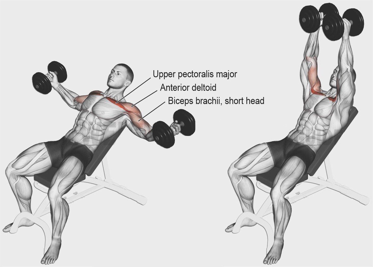 Упражнения с гантелями мышцы