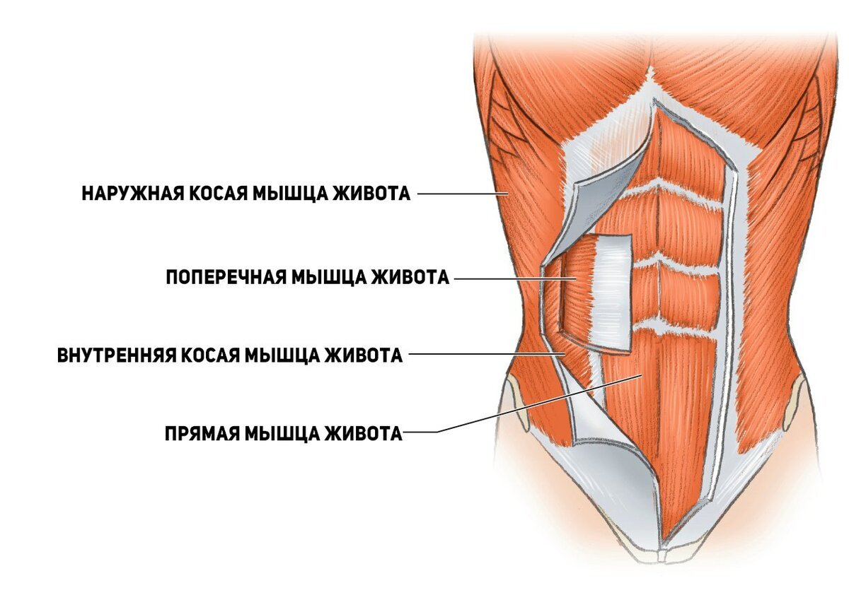 Мышцы живота послойно анатомия