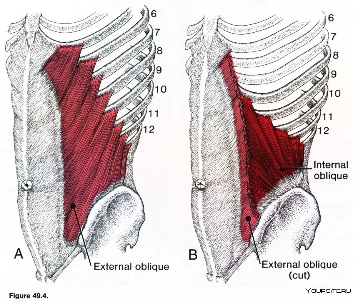 Наружная косая мышца живота анатомия функции