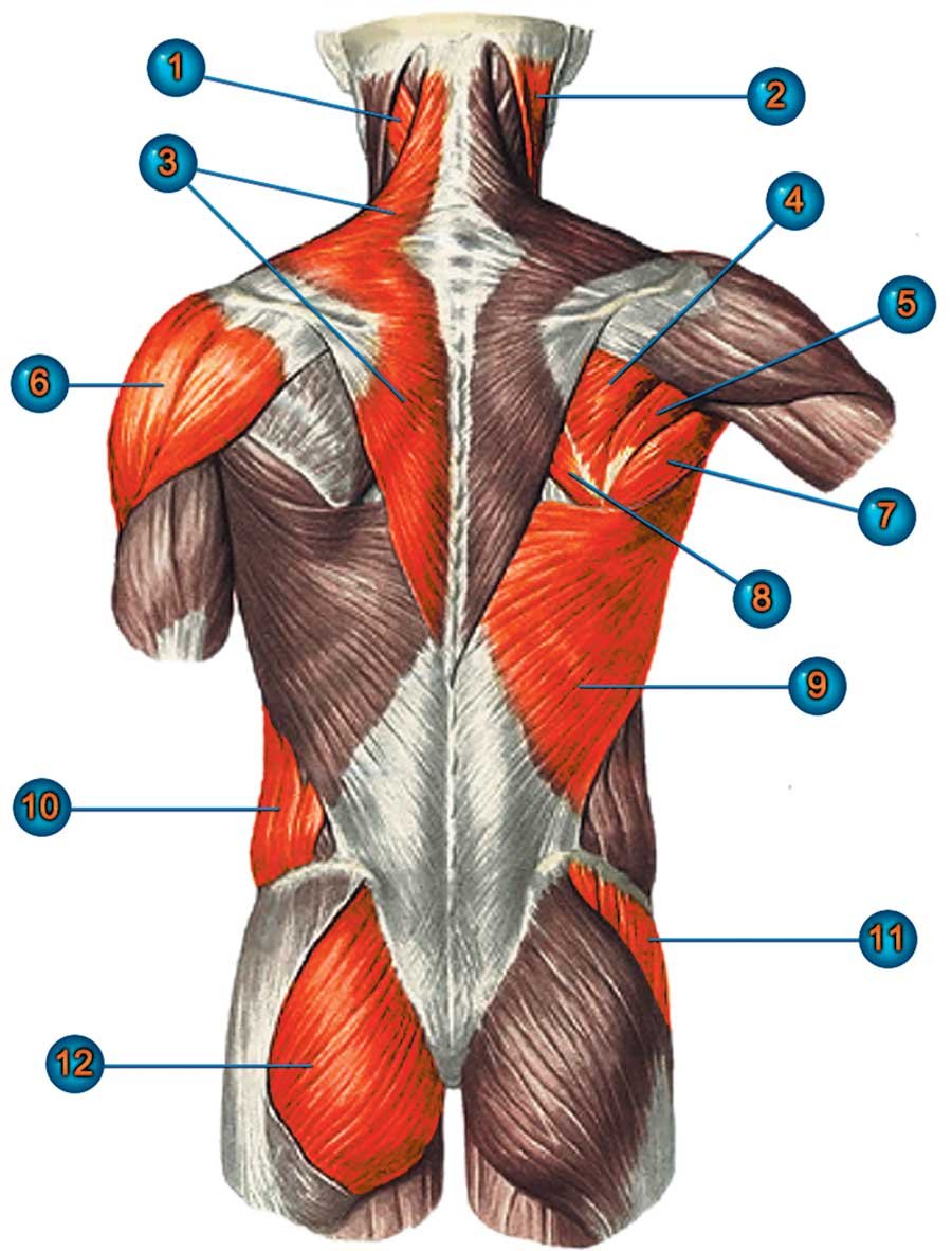 Прикрепления широчайшей мышцы спины