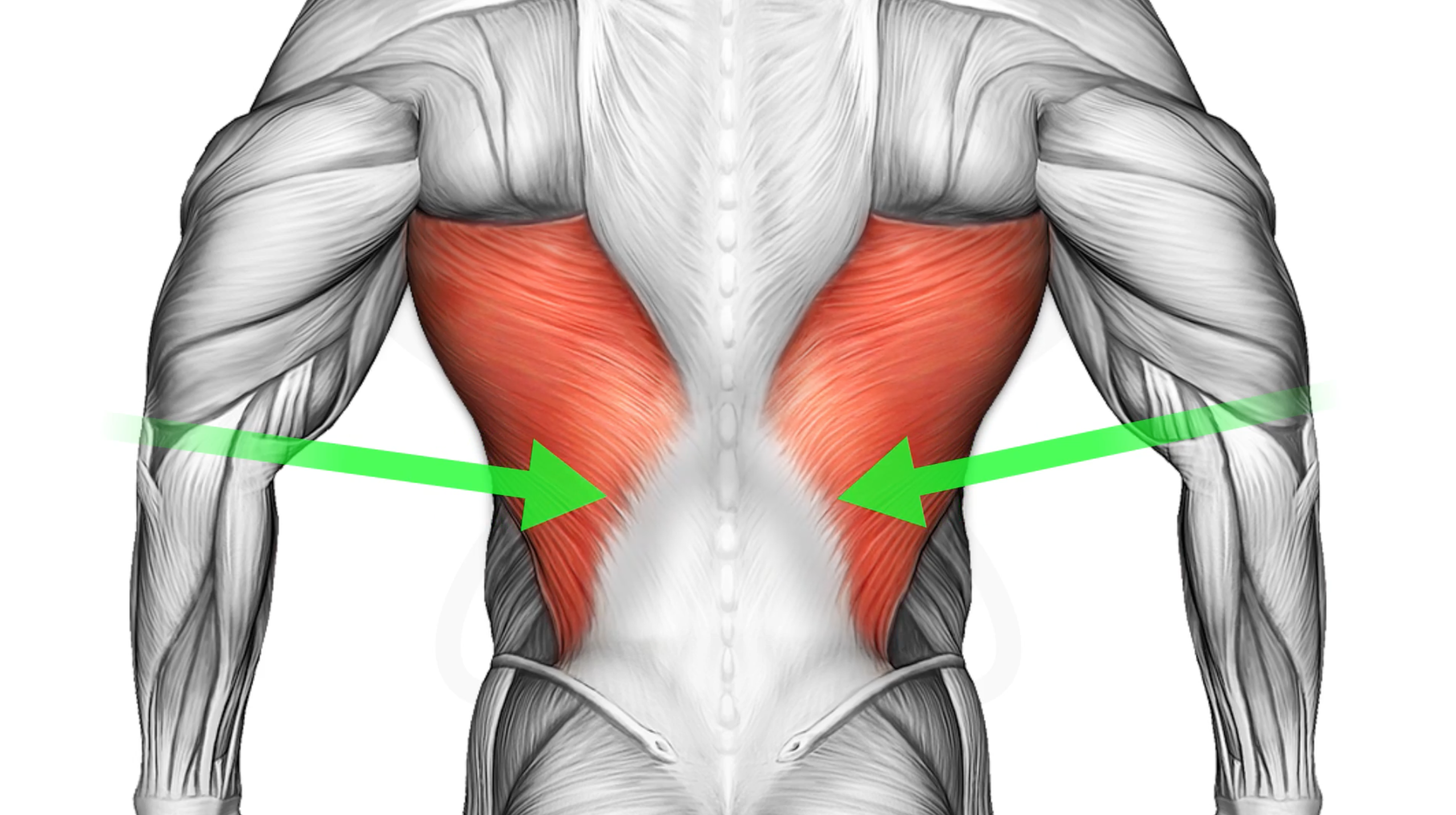 Широчайшая мышца спины спереди. Апоневроз широчайшей мышцы спины. Крылья мышцы спины спереди. Широчайшая мышца спины вид сбоку. Нижняя часть поясницы