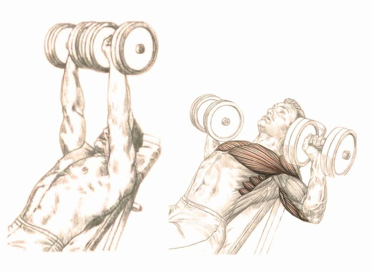 Тренировка грудных мышц