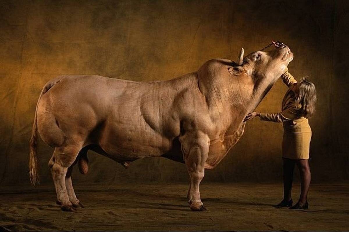 Бельгийский белоголовый бык