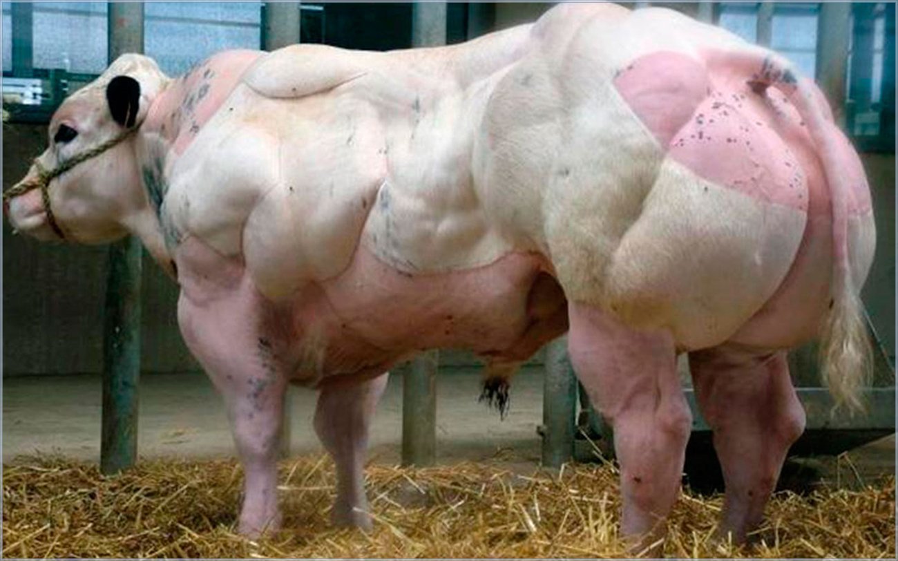 Накаченная свинья. Бельгийская голубая порода Быков. Бельгийская мясная порода Быков.