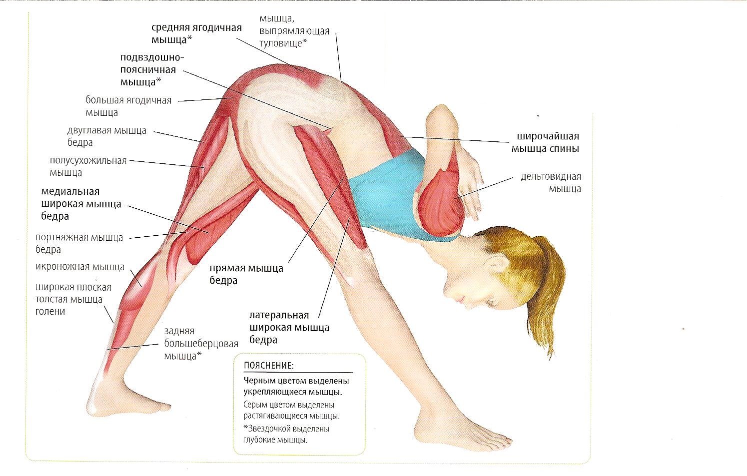 Болит бедро и поясница. Анатомия йоги Паршвоттанасана. Подвздошно-большеберцовый тракт анатомия. Анатомия йоги Джану Ширшасана. Ягодичная мышца и тазобедренный сустав.