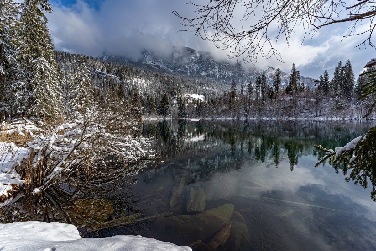 Озеро засека лес зима