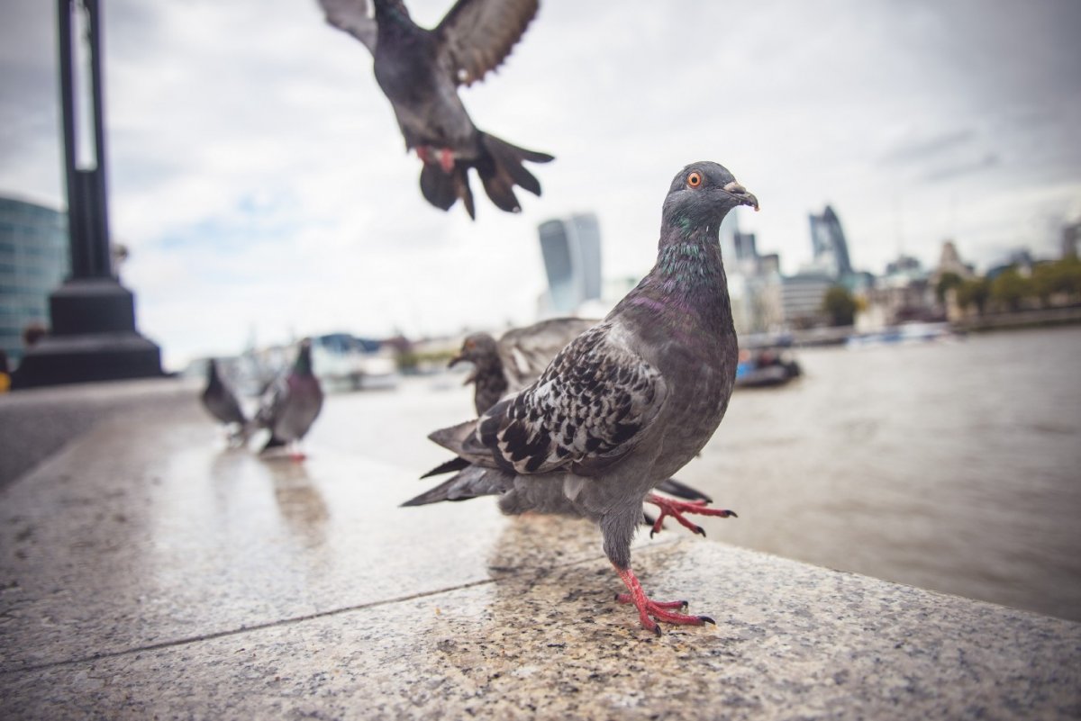 Голубь Лондон Pigeon