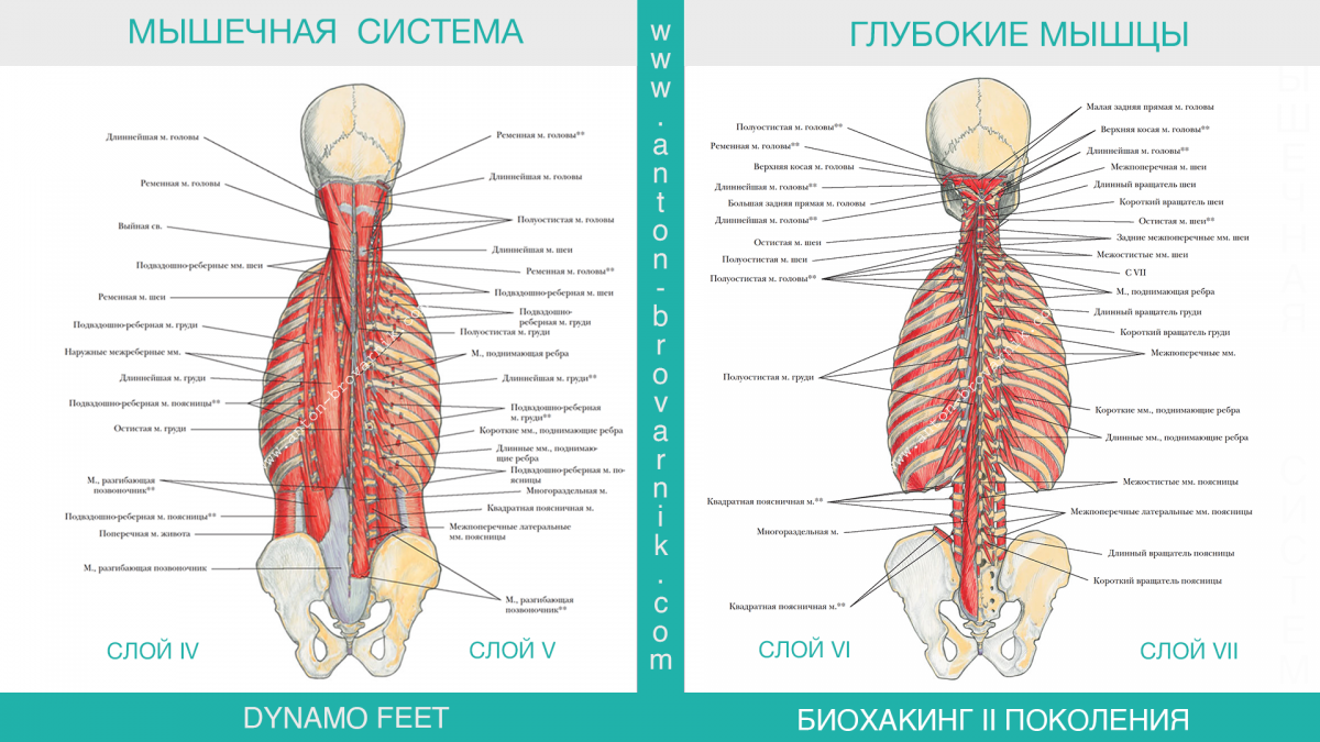Глубокие мышцы спины анатомия латынь