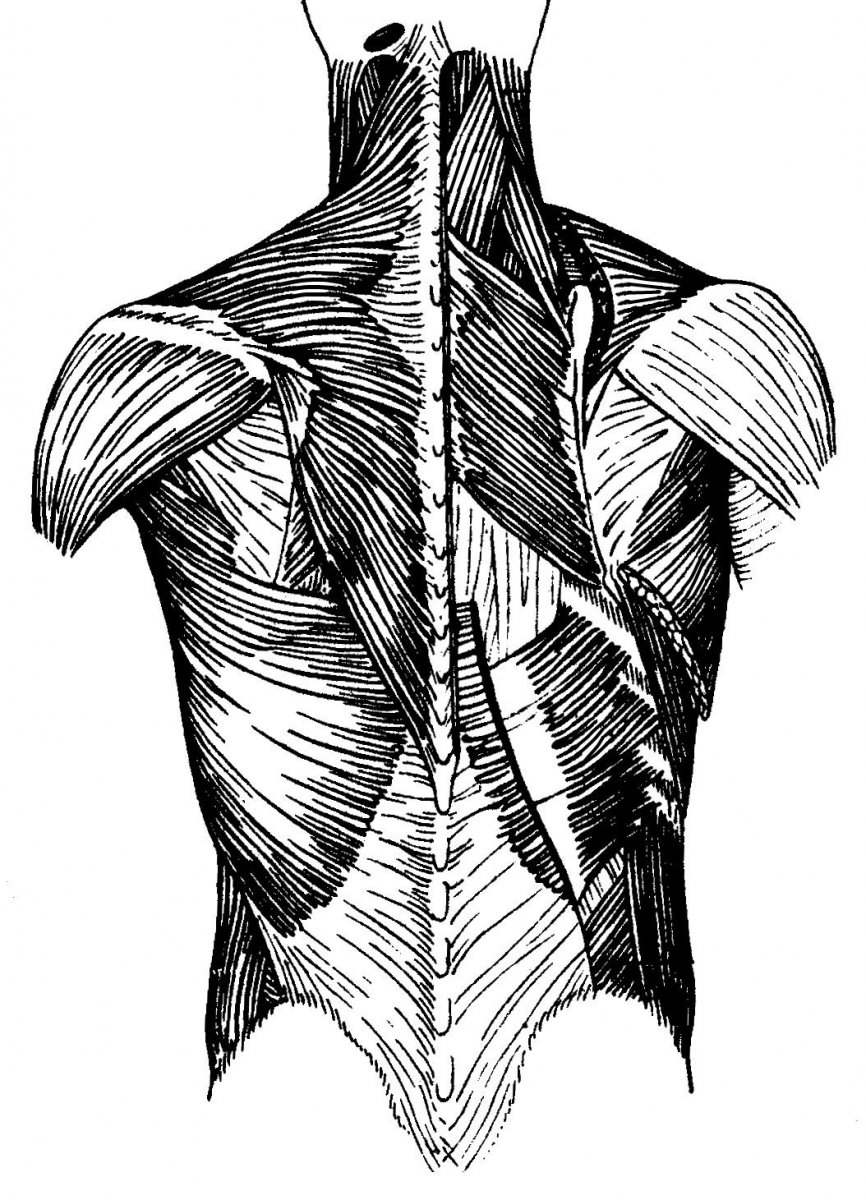 Многораздельная мышца анатомия