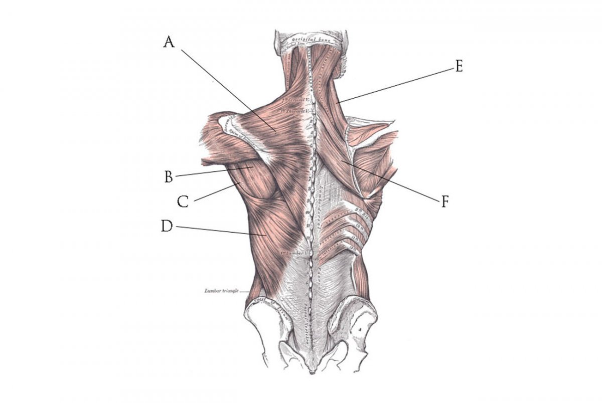 Женская спина анатомия