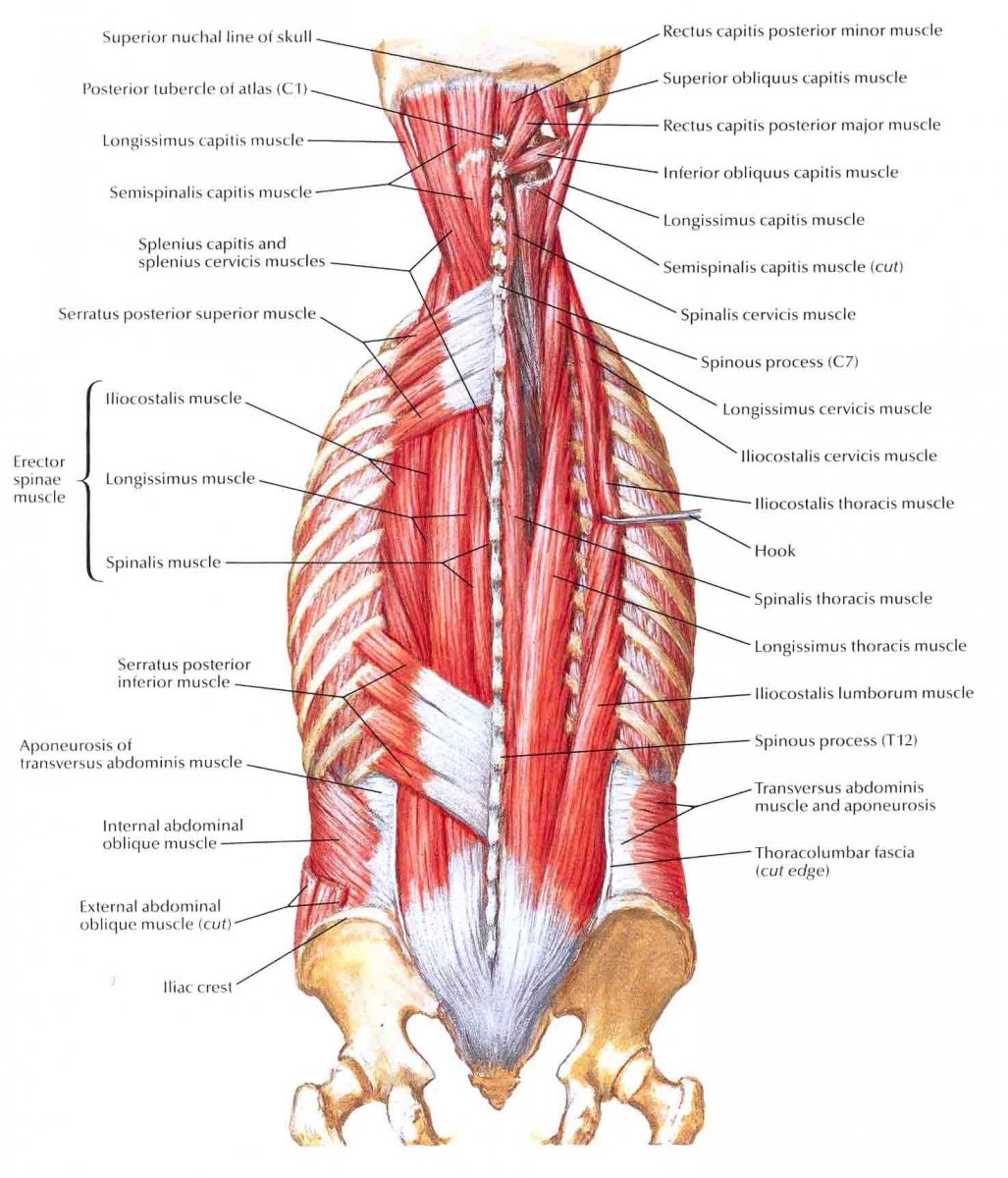 Межкостные мышцы спины